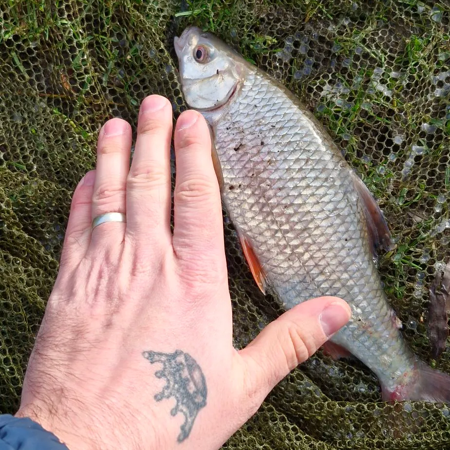 The most recent Common roach catches on Fishbrain
