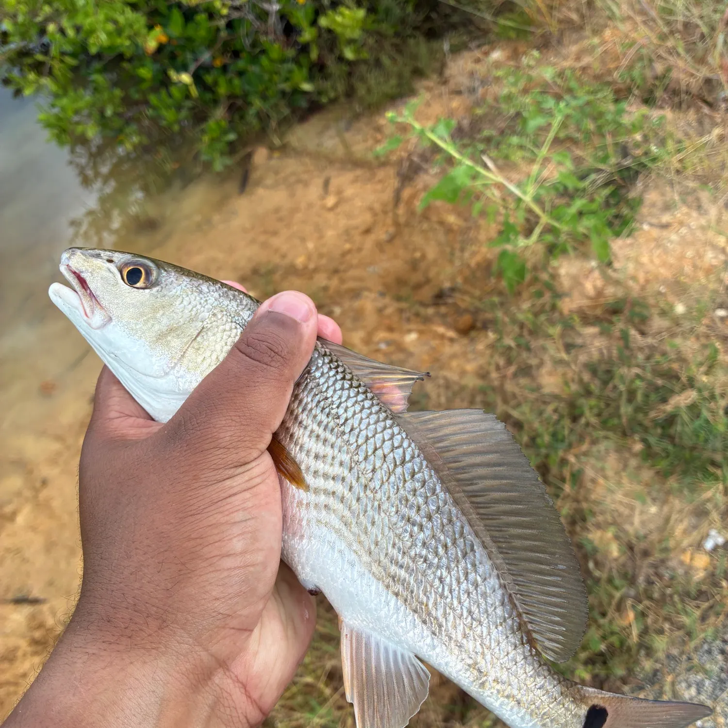 Red drum caught on Fishbrain