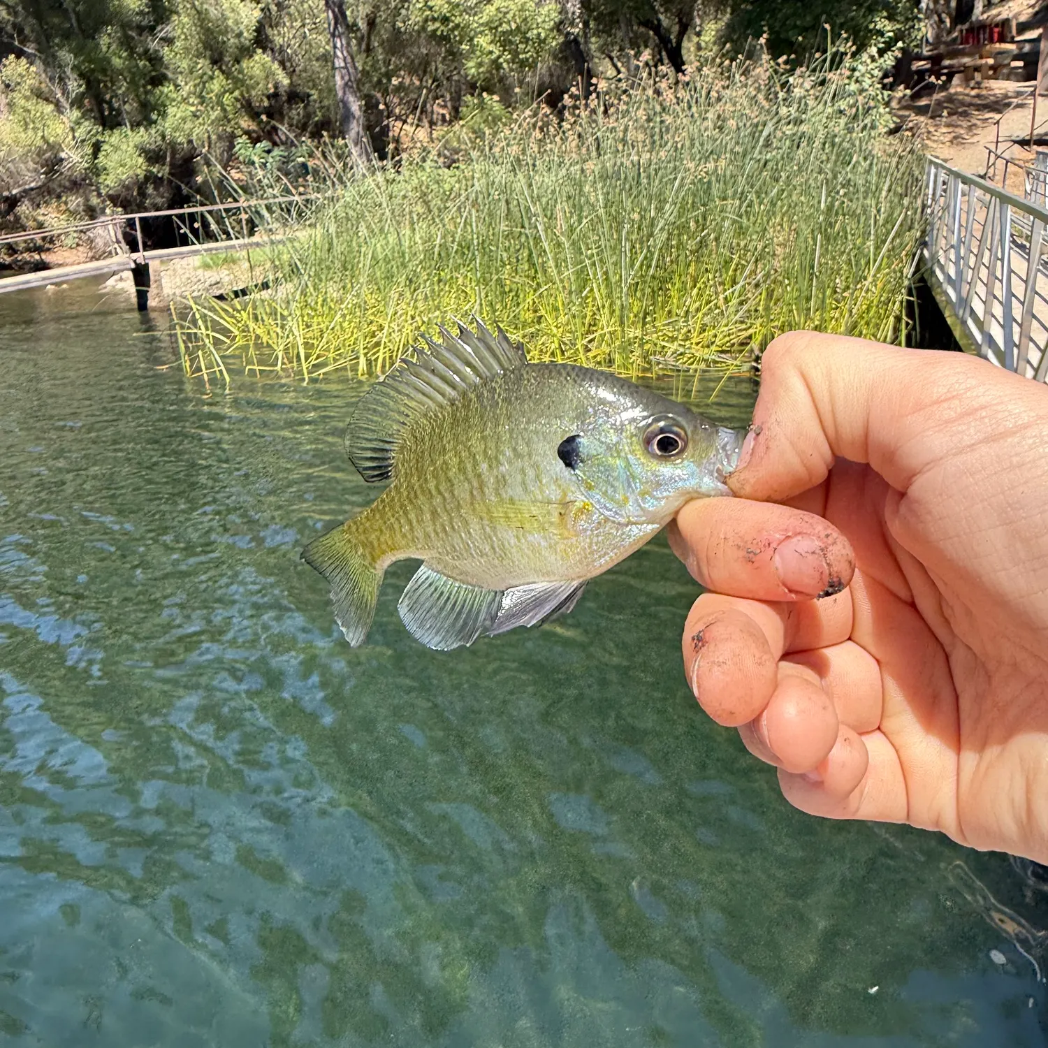 Fish caught on Fishbrain