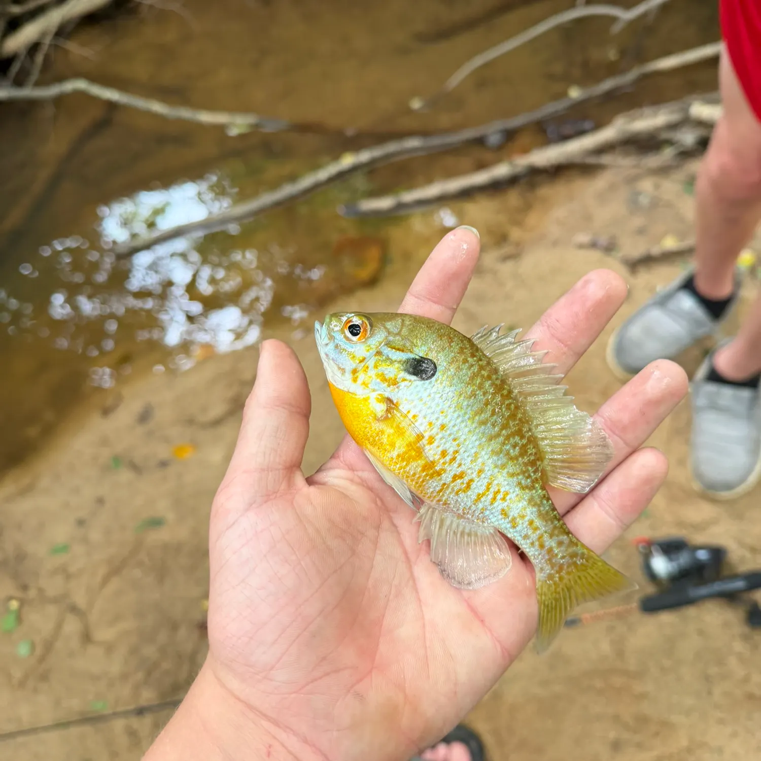 Orangespotted sunfish caught on Fishbrain