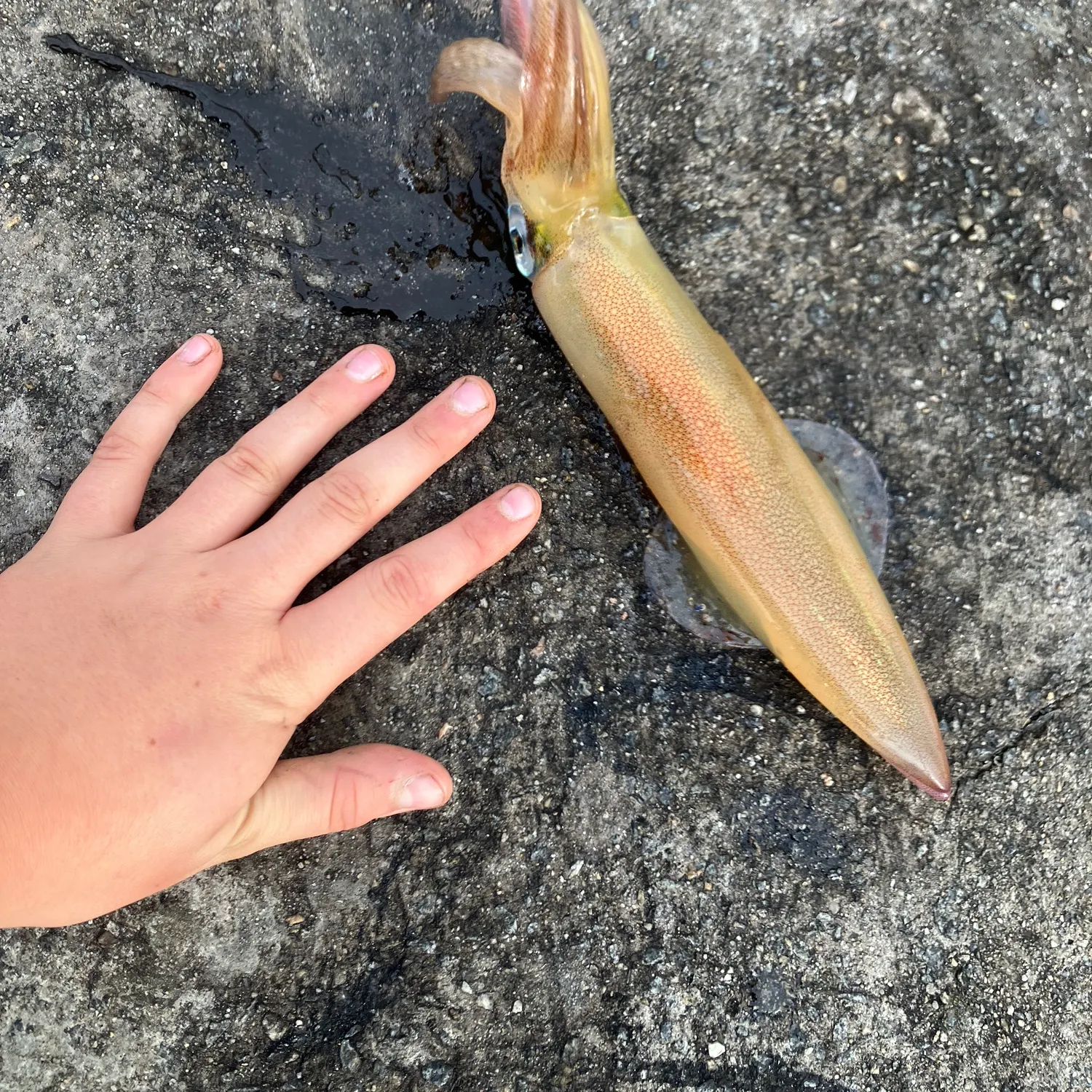 European flying squid caught on Fishbrain