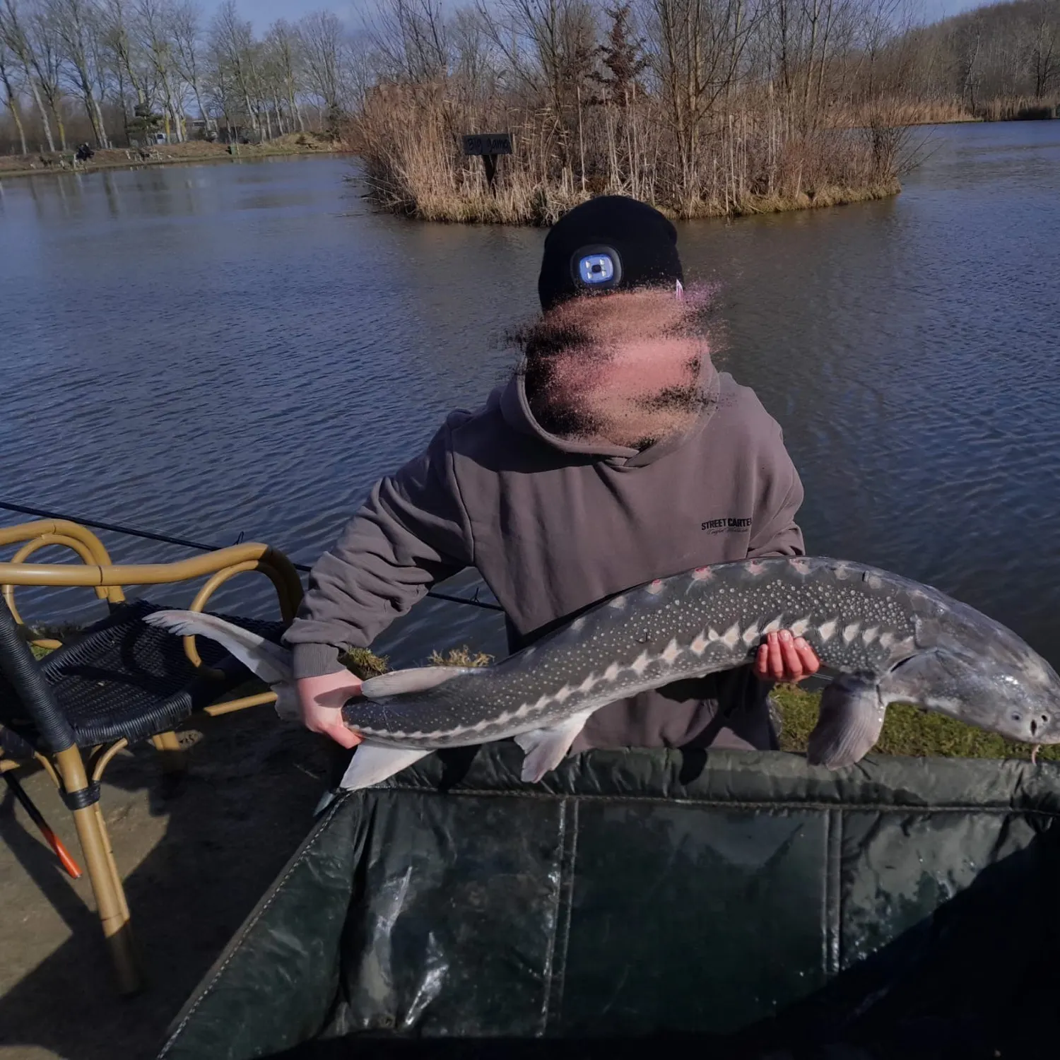 White sturgeon caught on Fishbrain