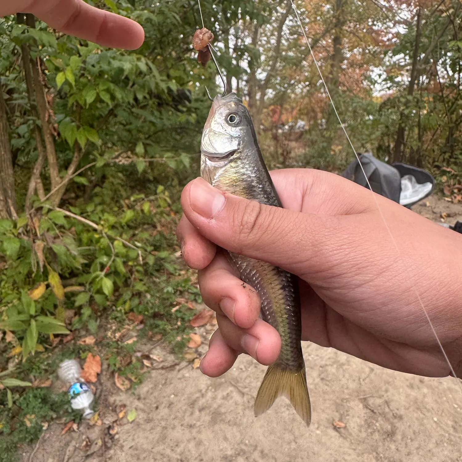 The most recent Striped shiner catches on Fishbrain