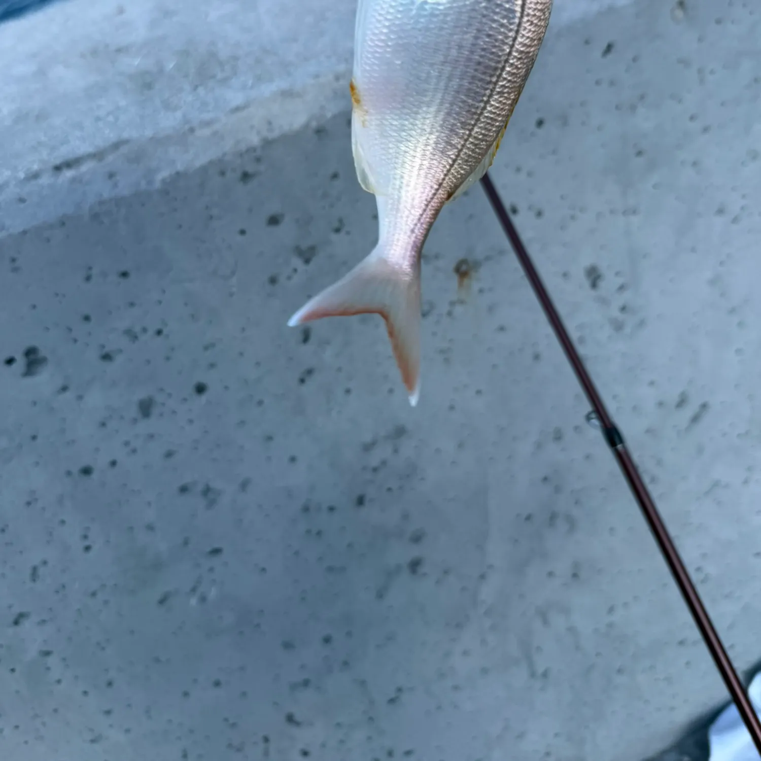 The most recent Common seabream catches on Fishbrain