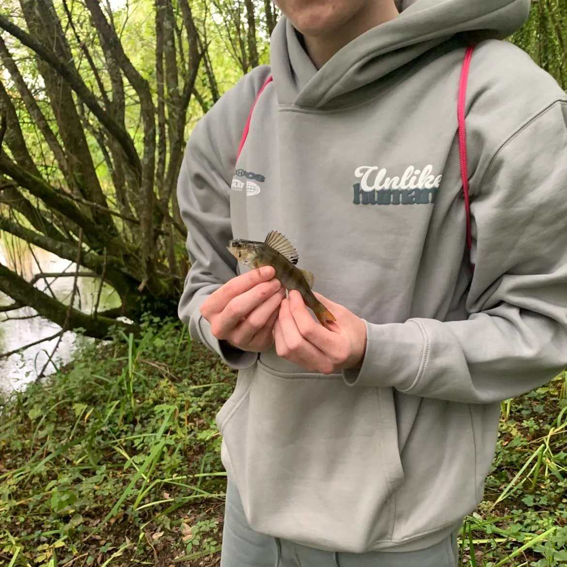 European perch caught on Fishbrain