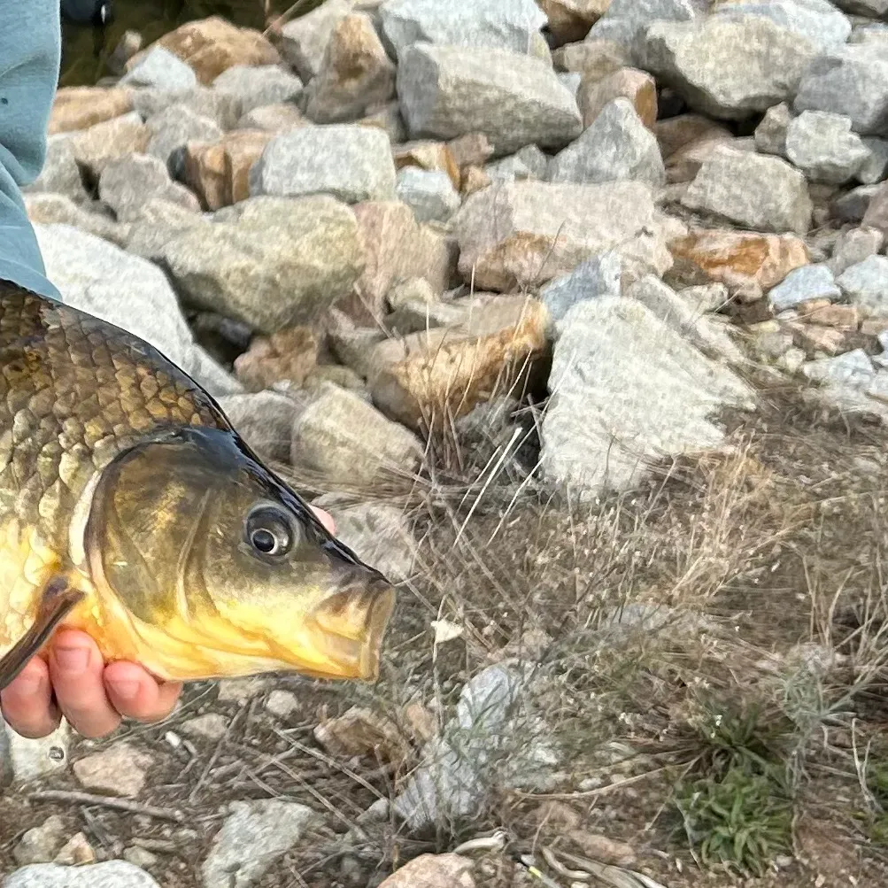 The most recent Golden perch catches on Fishbrain