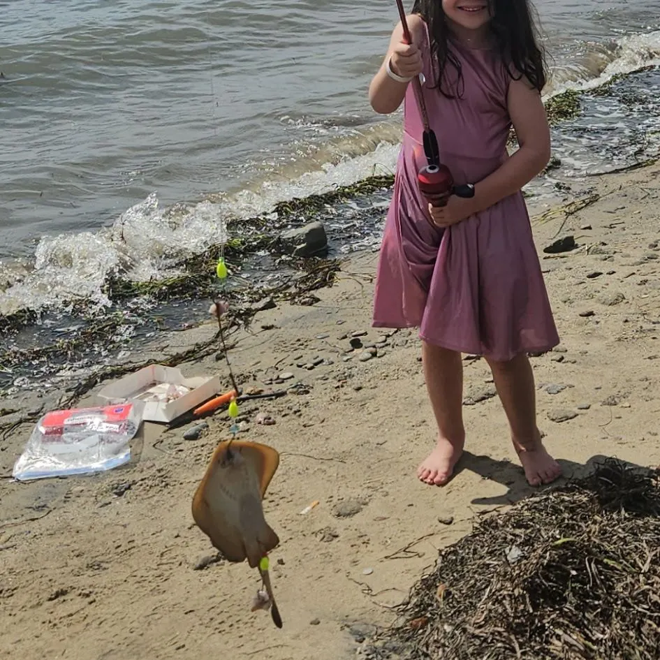The most recent Haller's round ray catches on Fishbrain