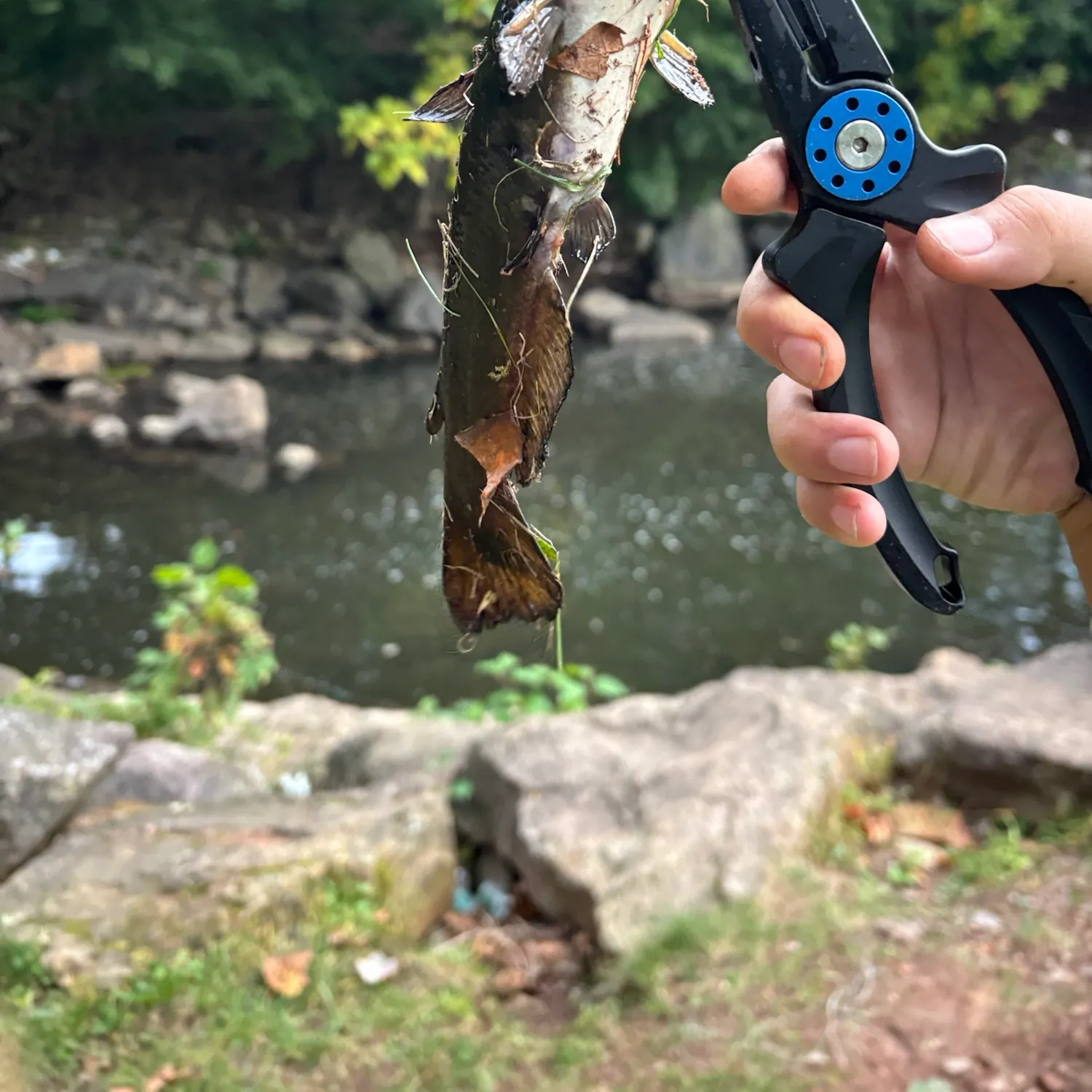 Yellow bullhead caught on Fishbrain