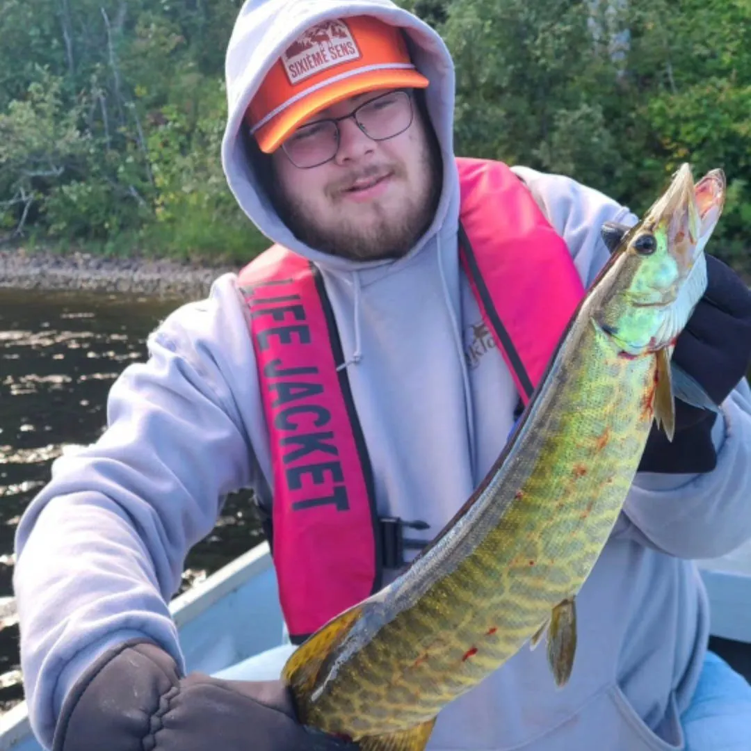 The most recent Muskie catches on Fishbrain