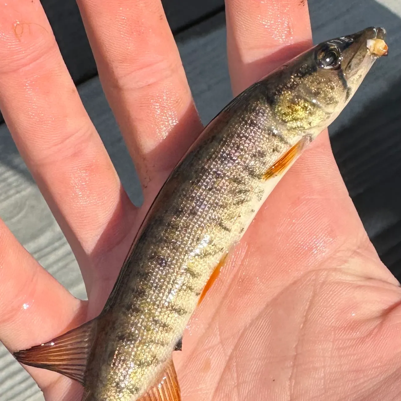 The most recent Redfin pickerel catches on Fishbrain