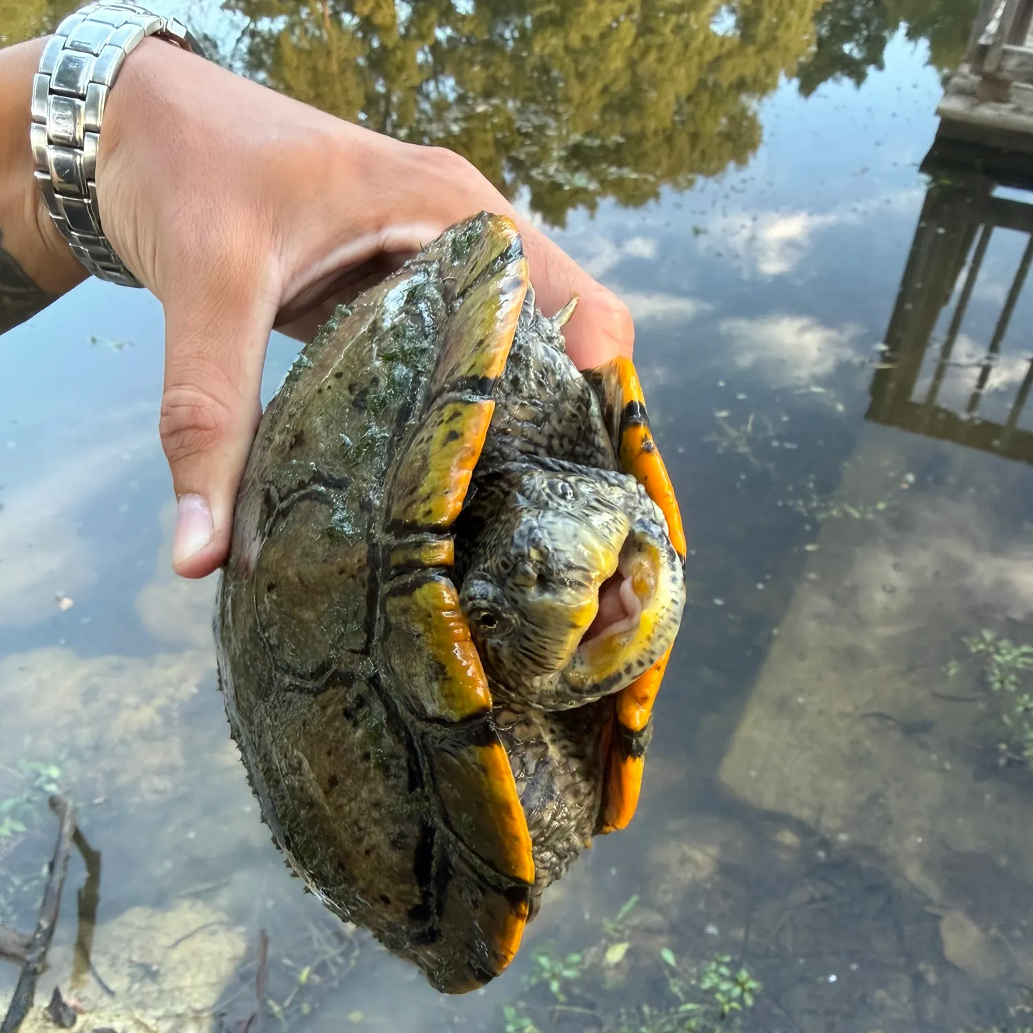 Pond slider turtle caught on Fishbrain