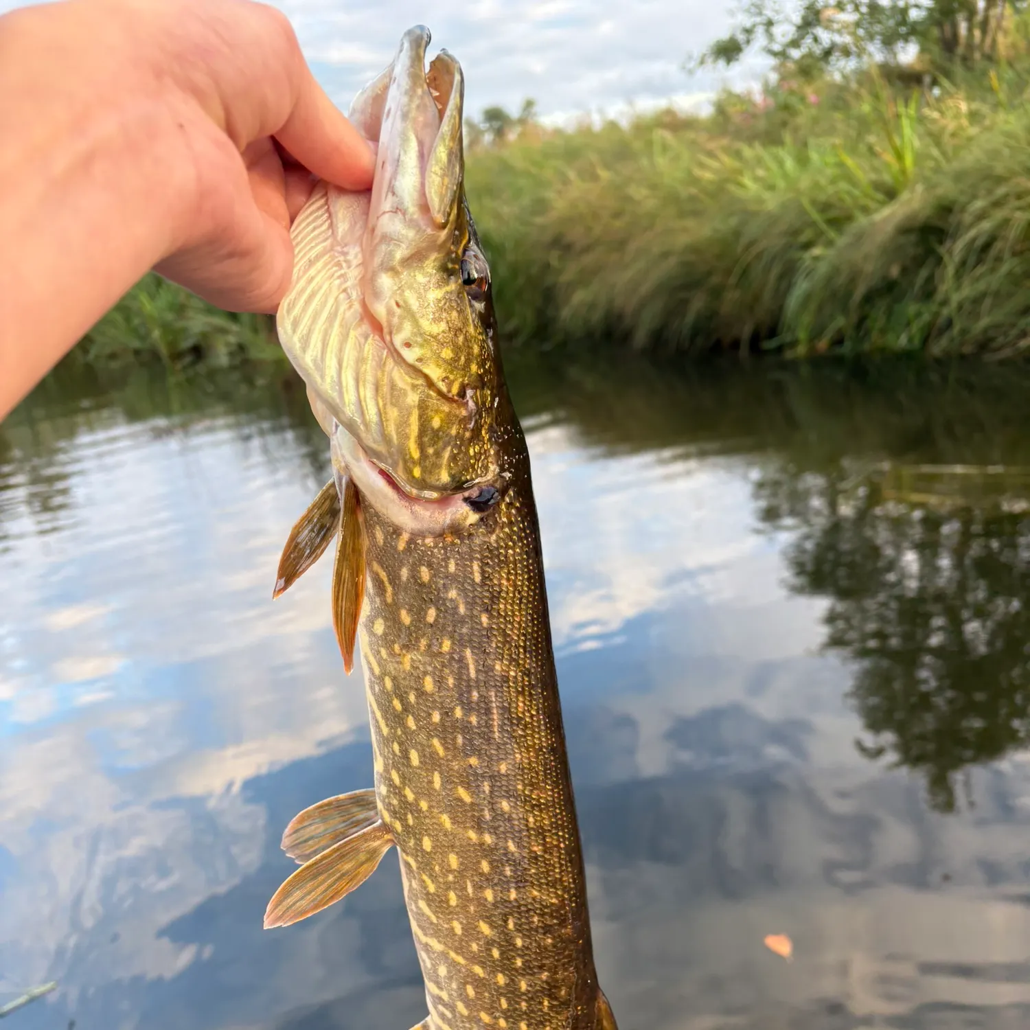 Northern pike caught on Fishbrain