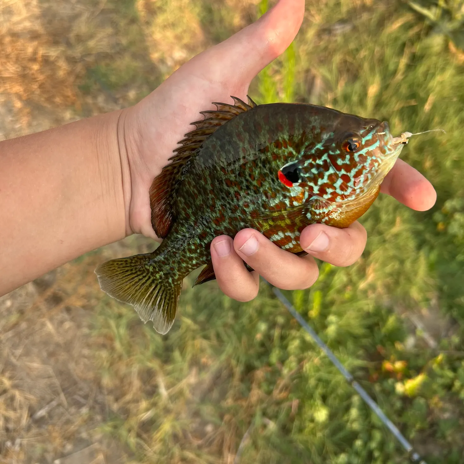 The most recent Northern sunfish catches on Fishbrain