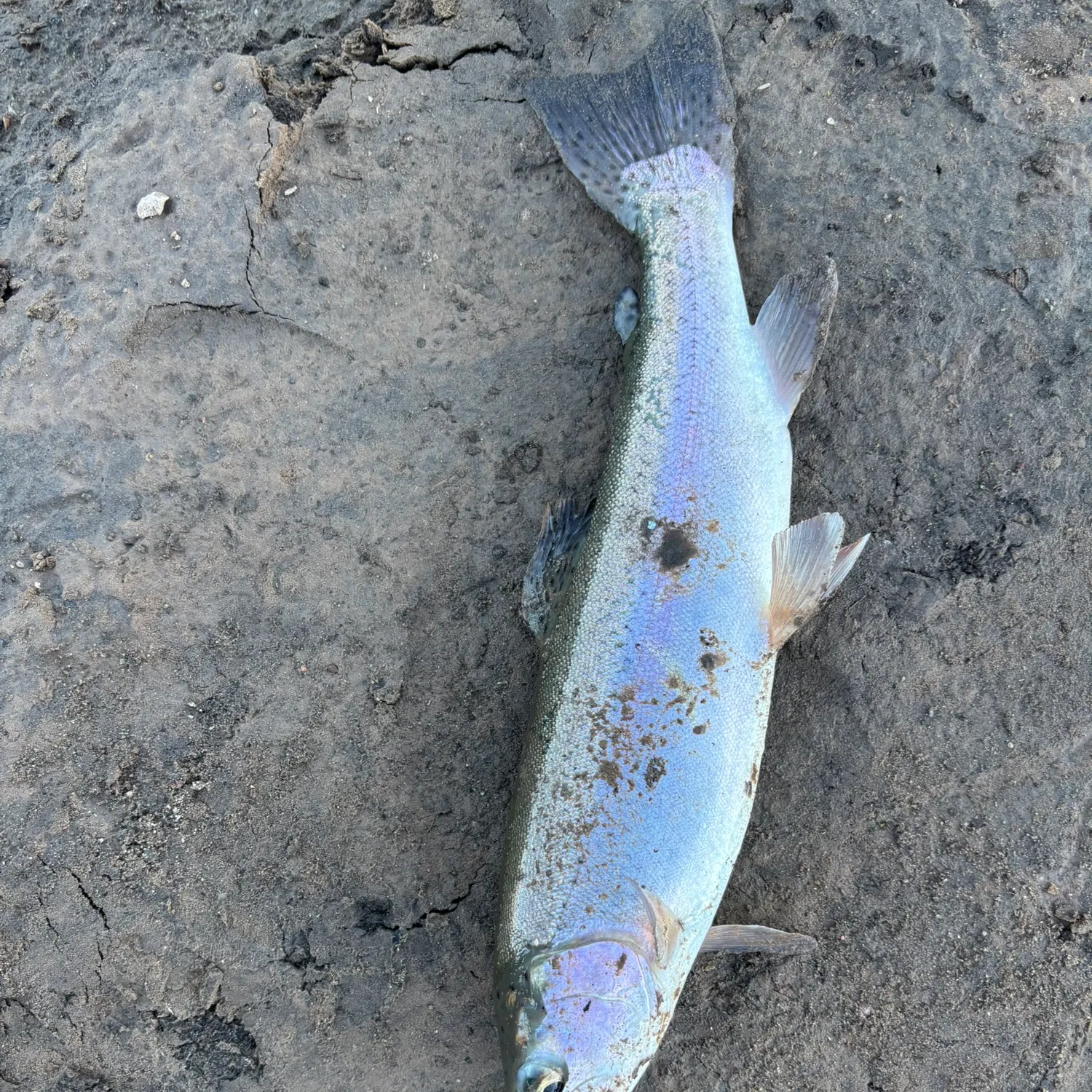 Rainbow trout caught on Fishbrain