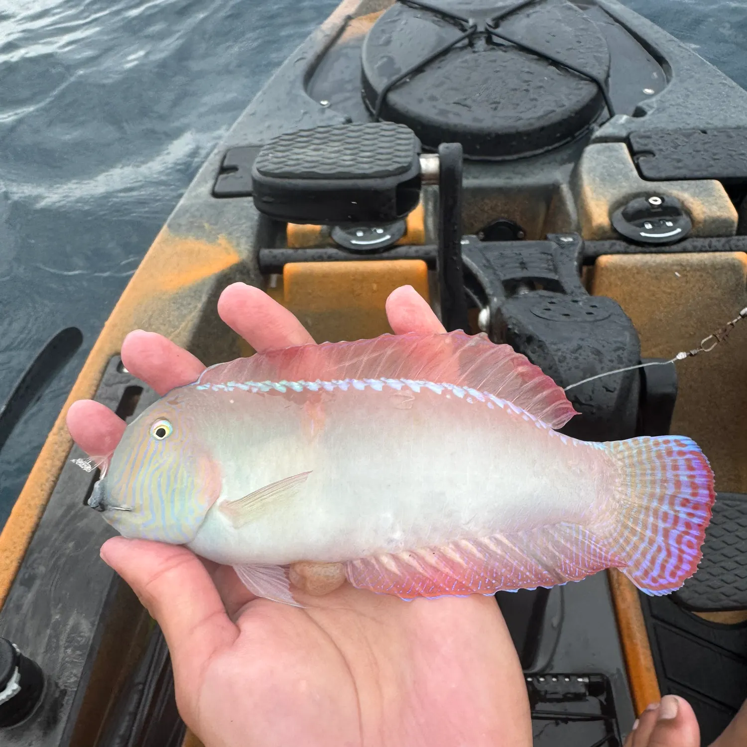 The most recent Pearly razorfish catches on Fishbrain