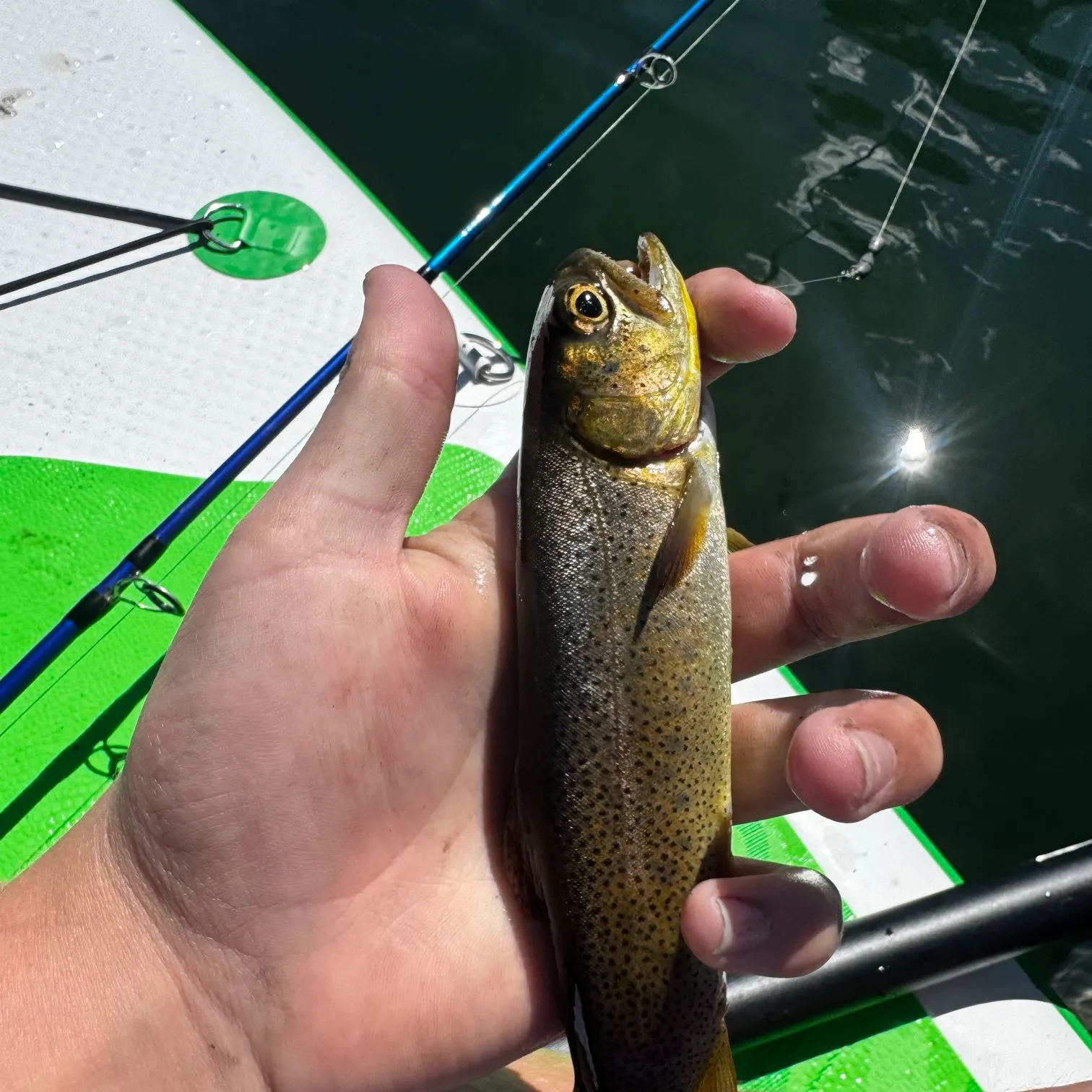 Snake River fine-spotted cutthroat trout caught on Fishbrain