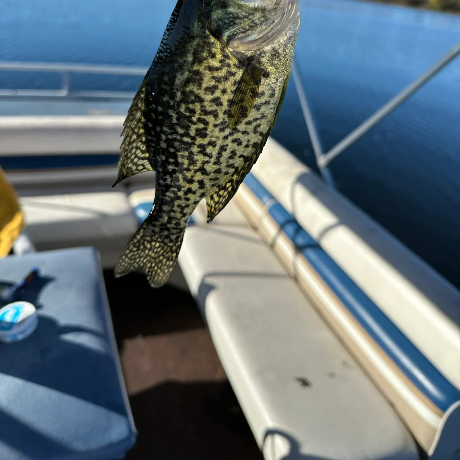 Black crappie caught on Fishbrain