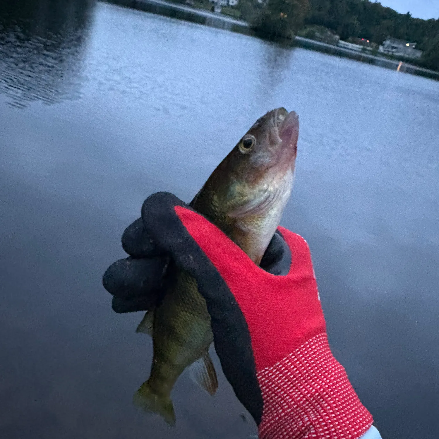 Yellow perch caught on Fishbrain