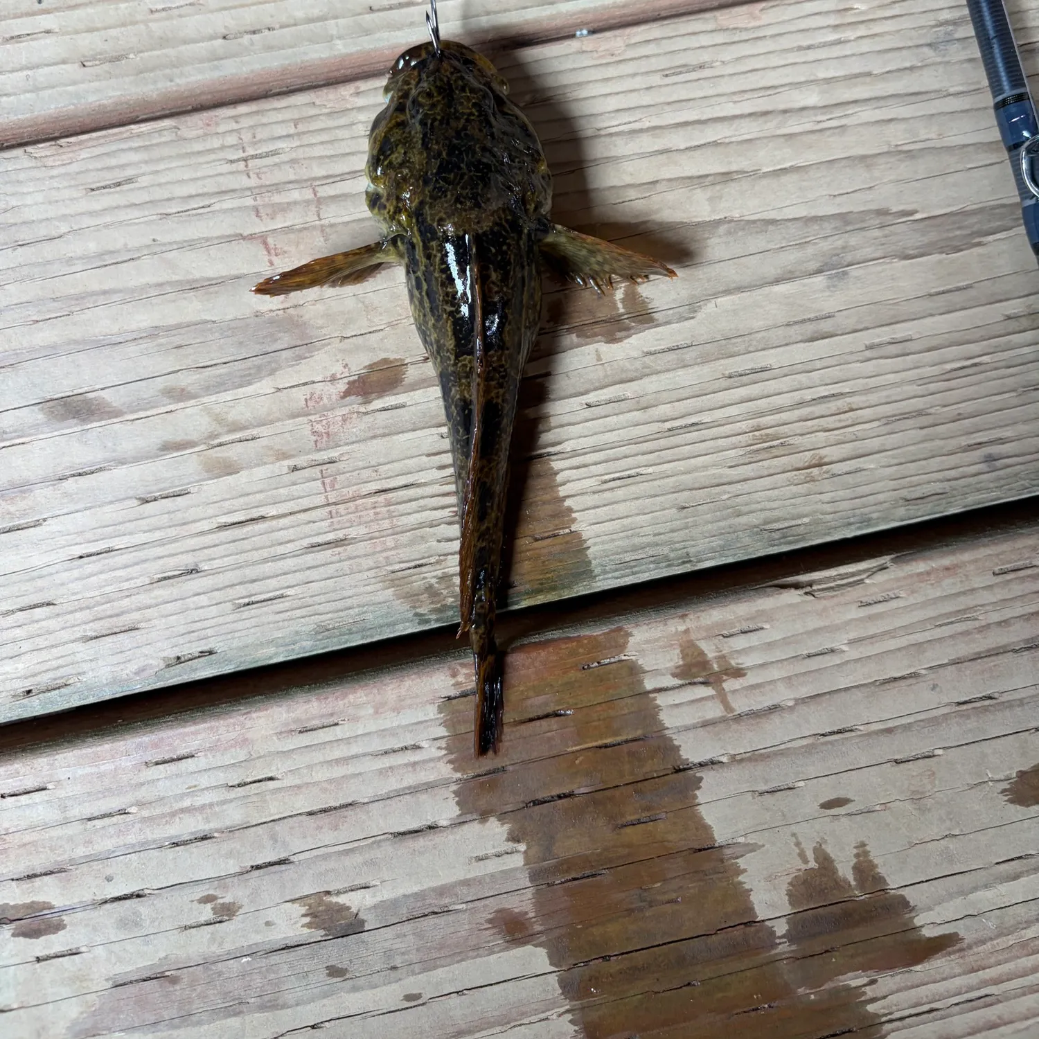 The most recent Mottled sculpin catches on Fishbrain
