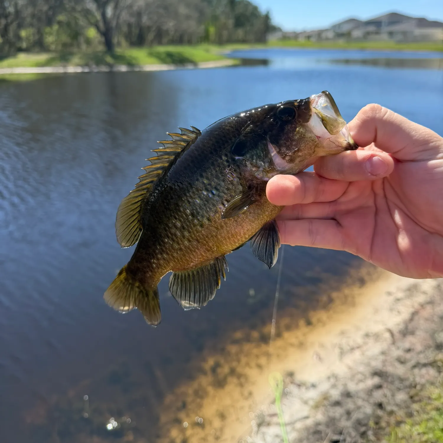 The most recent Largemouth bass catches on Fishbrain