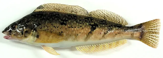 Whitespotted greenling