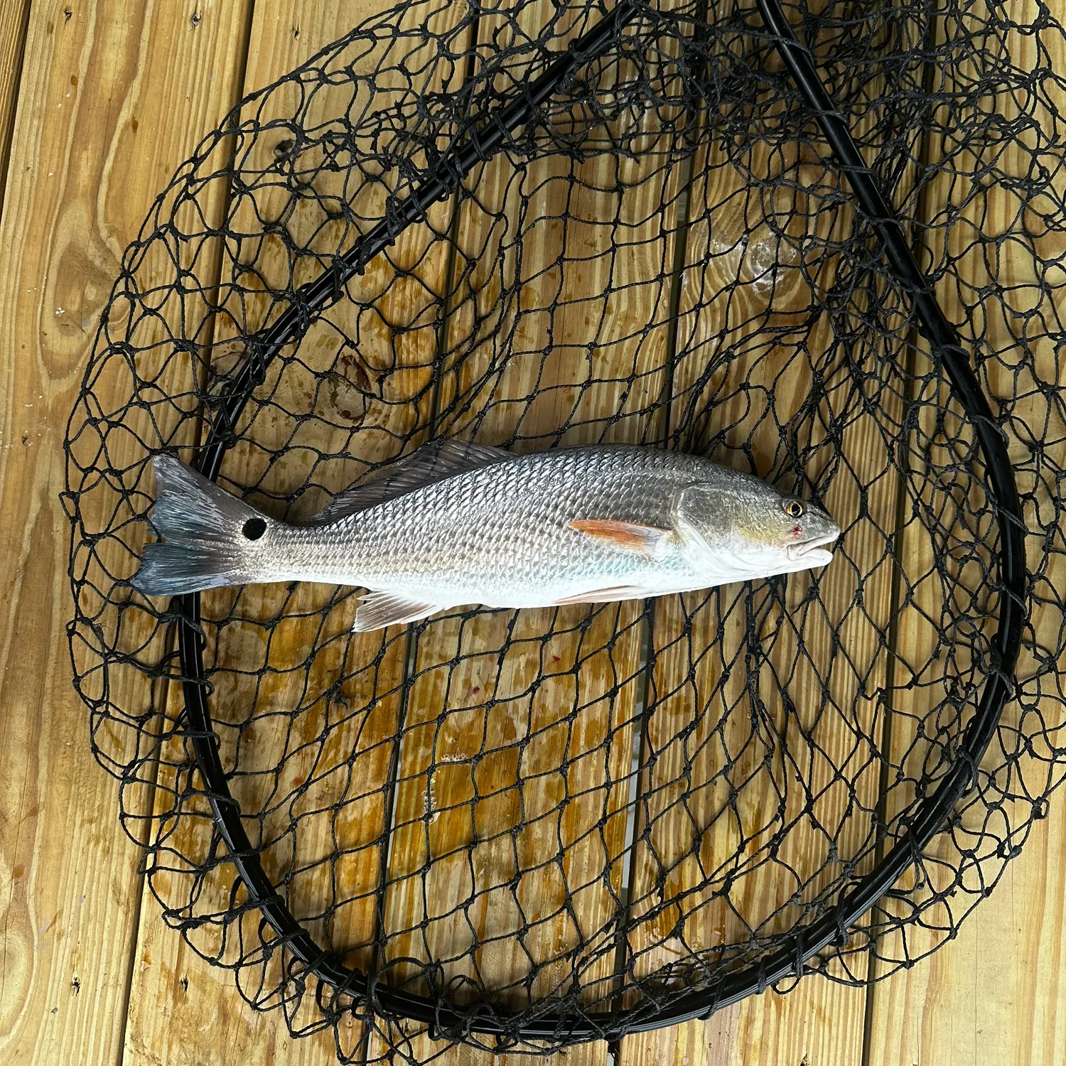 Red drum caught on Fishbrain