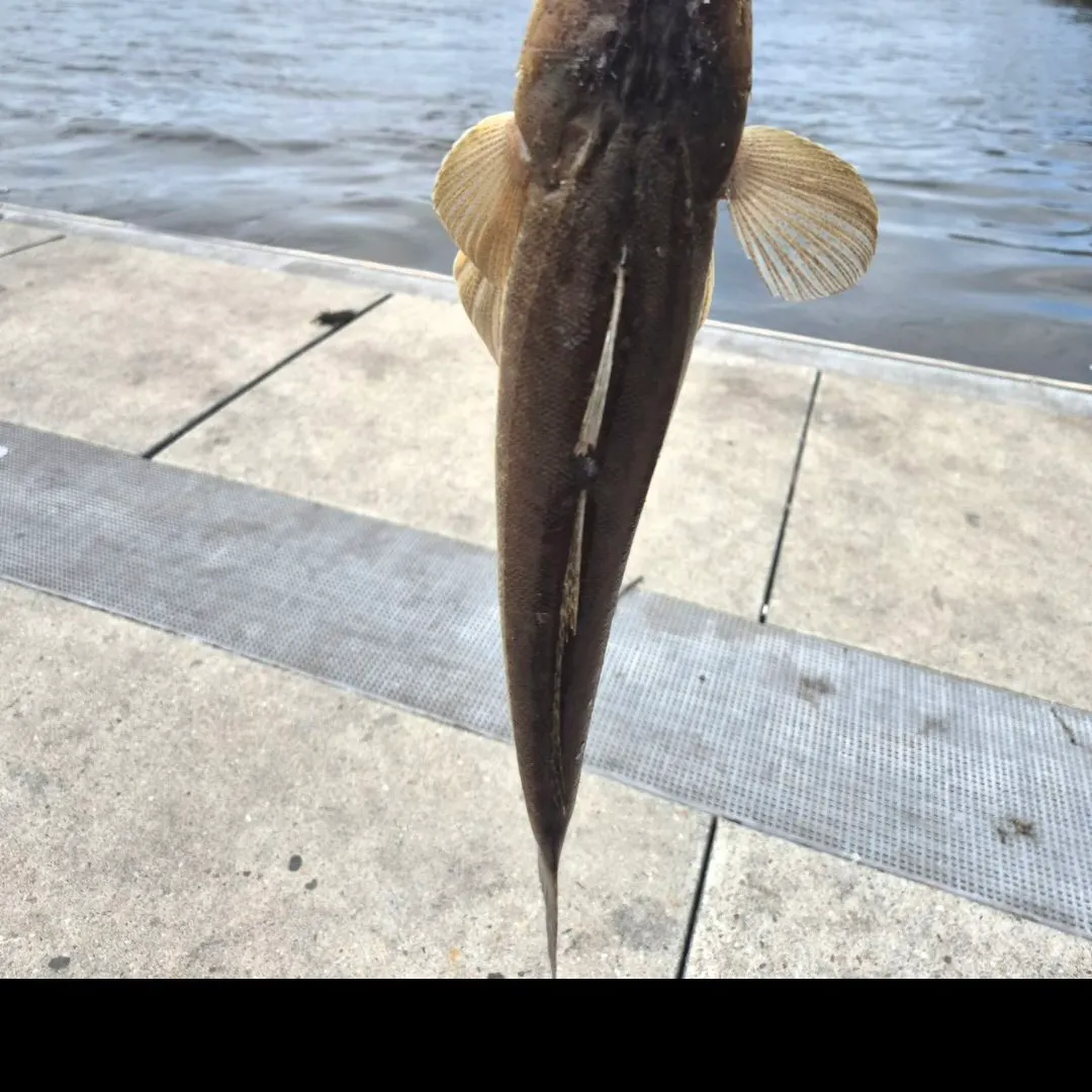 Dusky flathead caught on Fishbrain