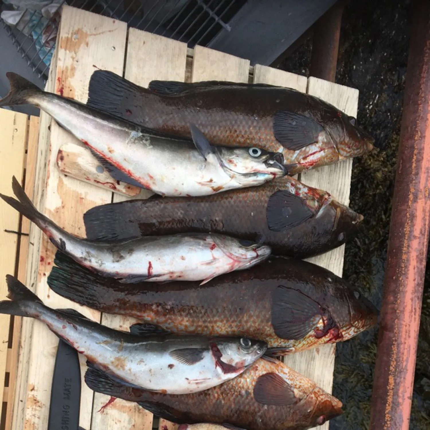 recently logged catches