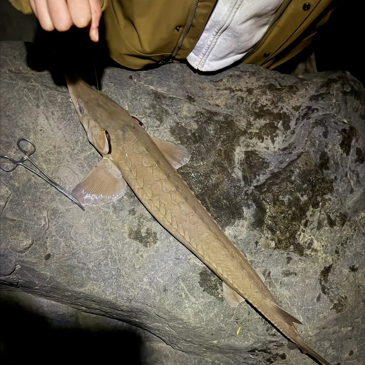 The most recent Pallid sturgeon catches on Fishbrain
