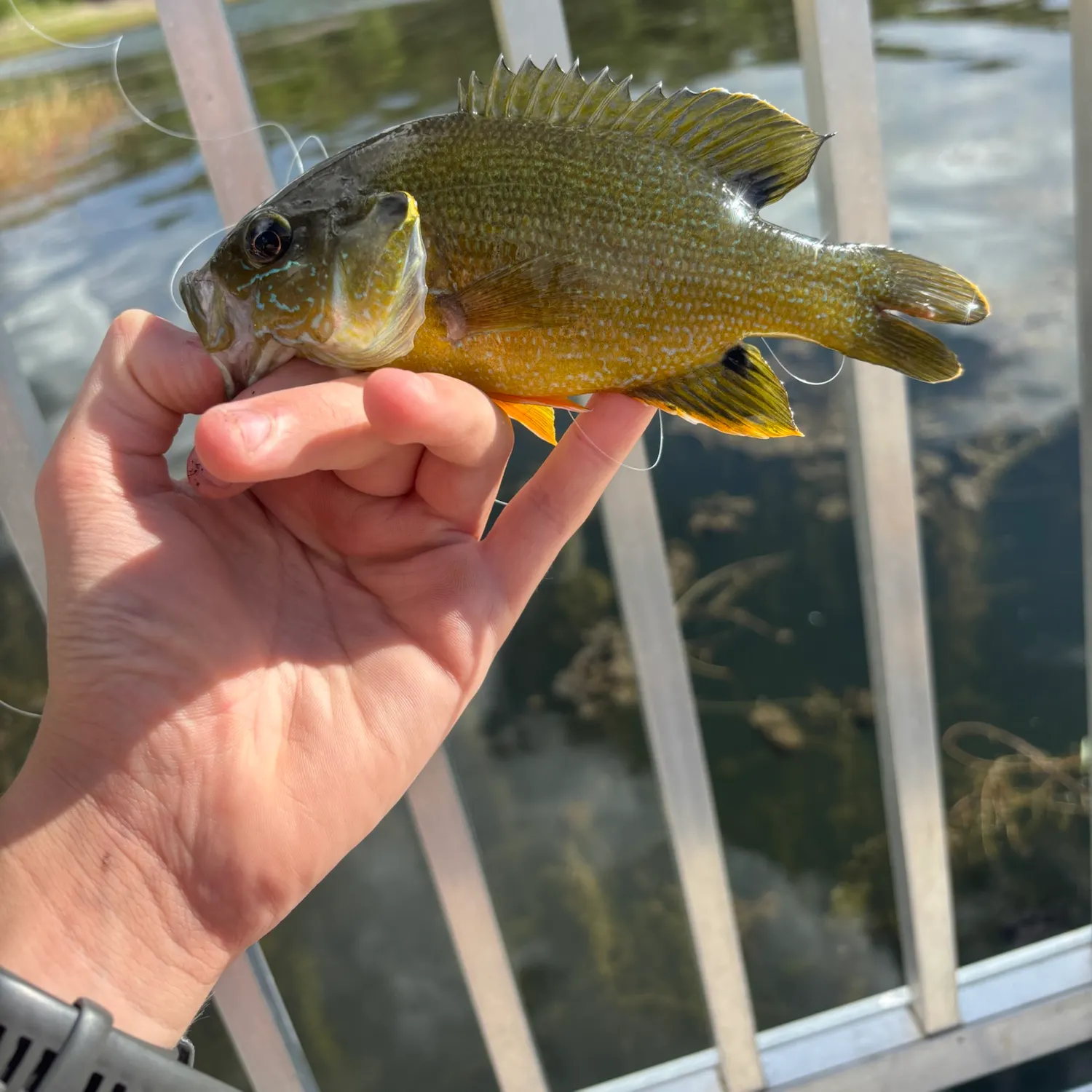 Green sunfish caught on Fishbrain
