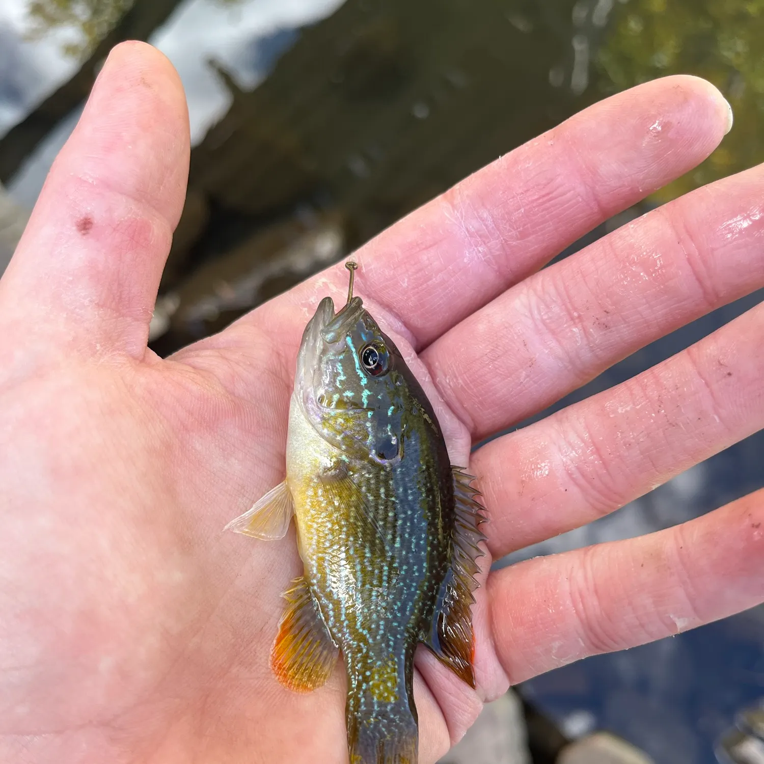 Green sunfish caught on Fishbrain