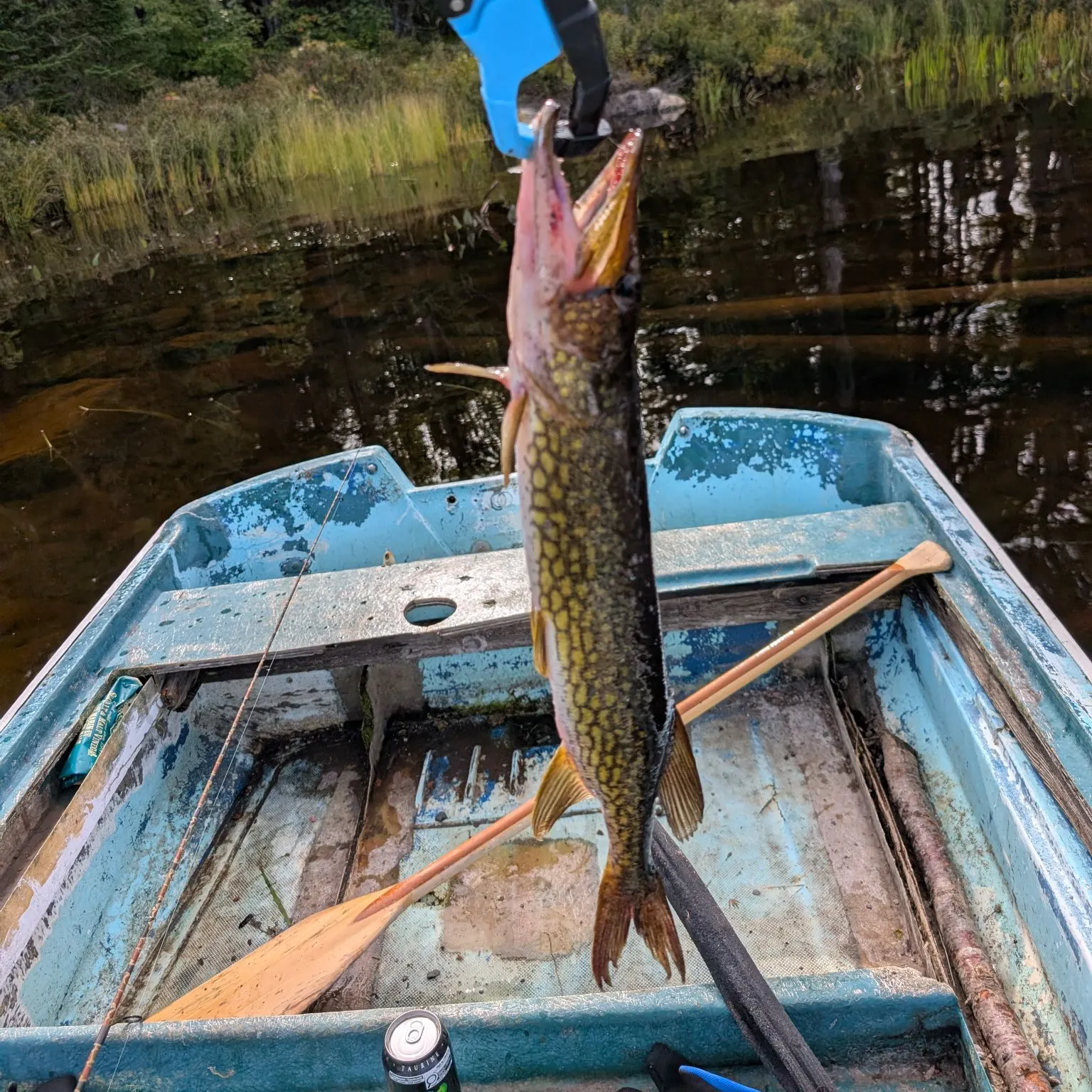Smallmouth bass caught on Fishbrain