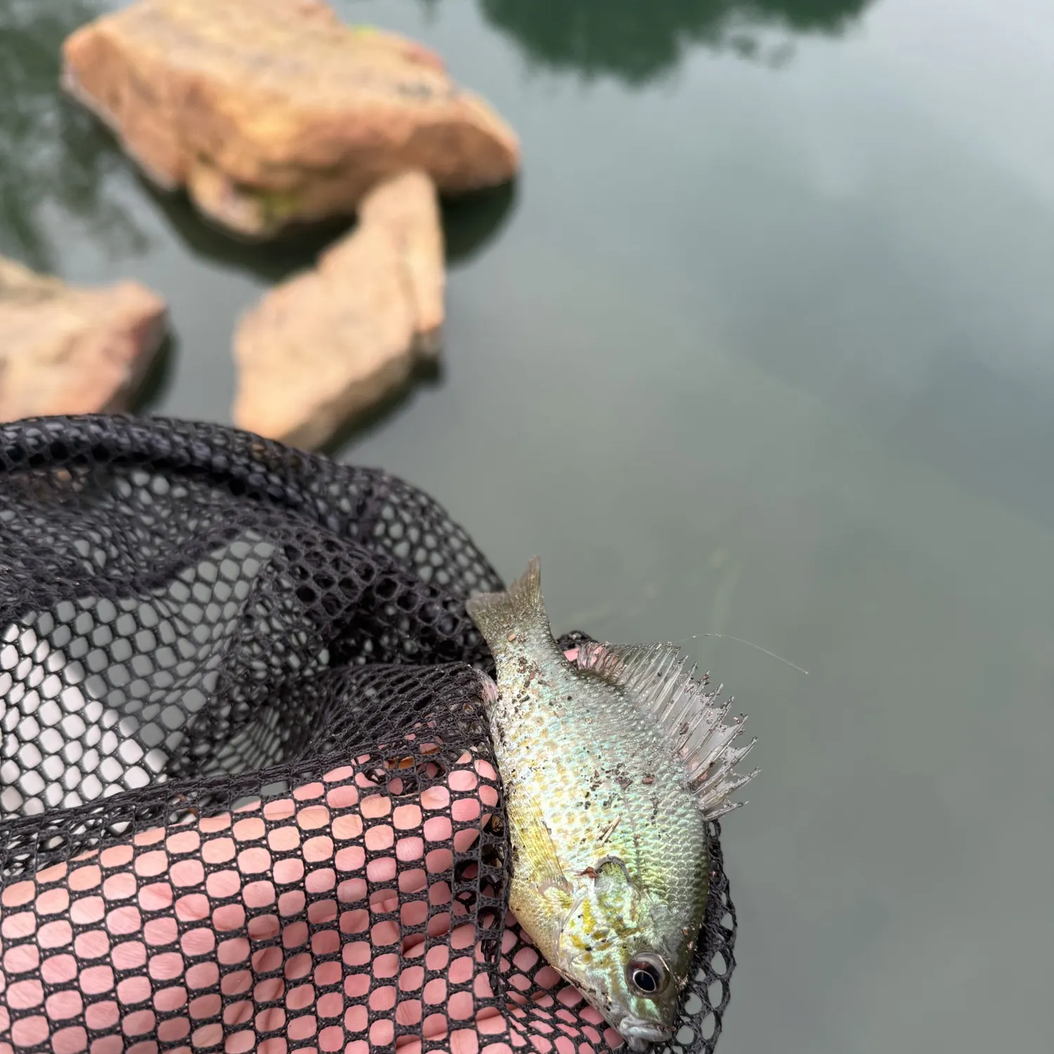 The most recent Bluegill x longear sunfish catches on Fishbrain
