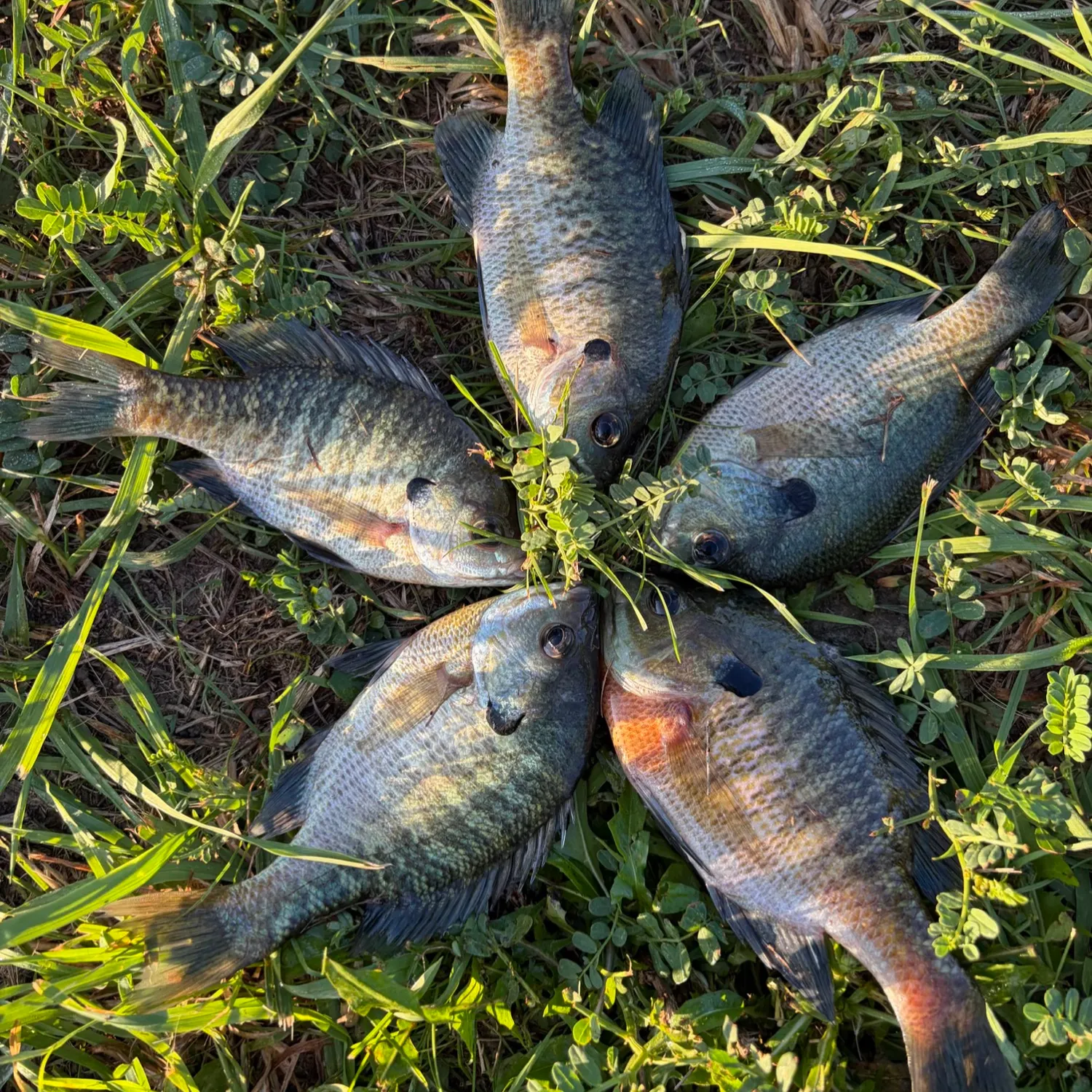 Bluegill caught on Fishbrain