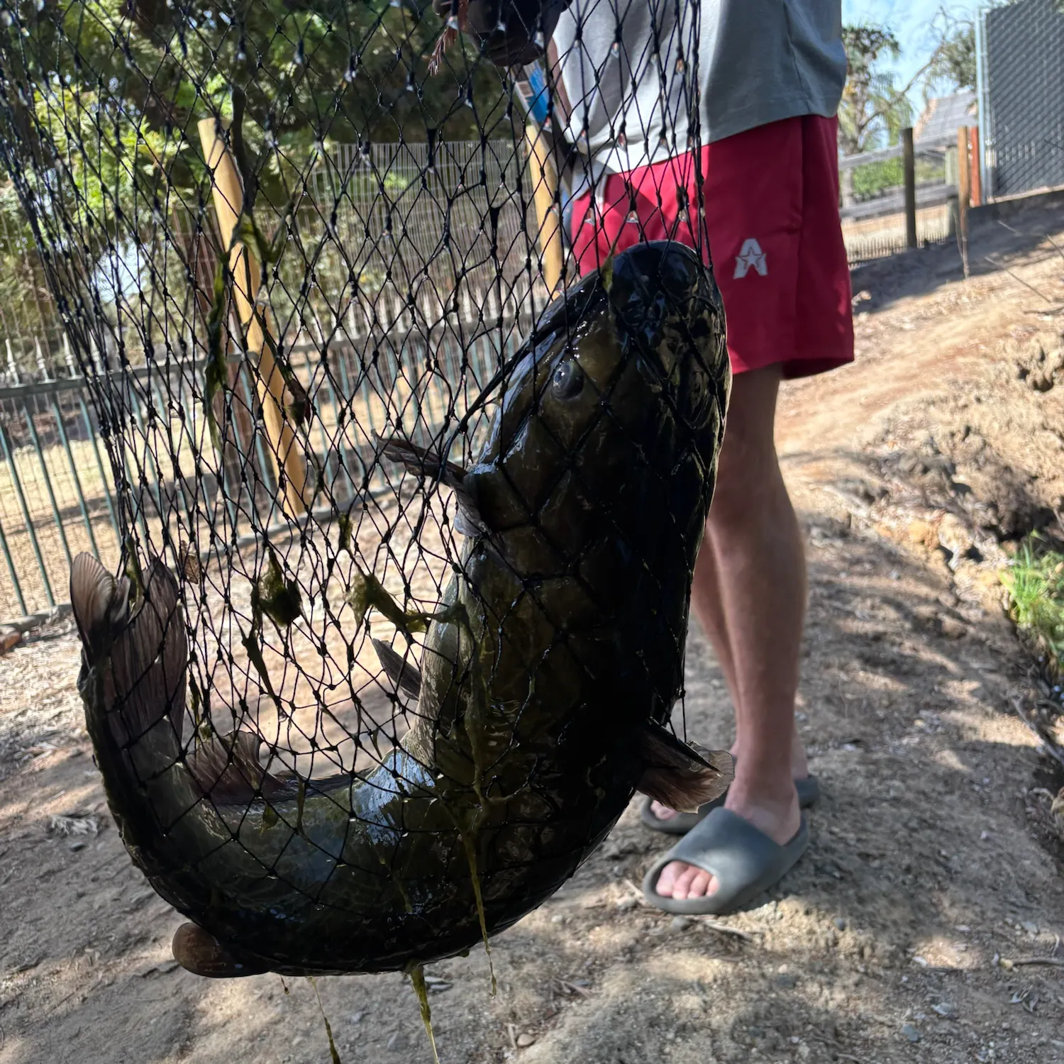 Channel catfish caught on Fishbrain