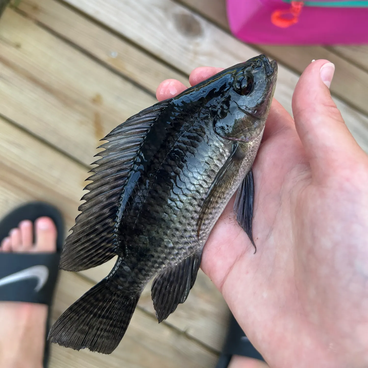 recently logged catches