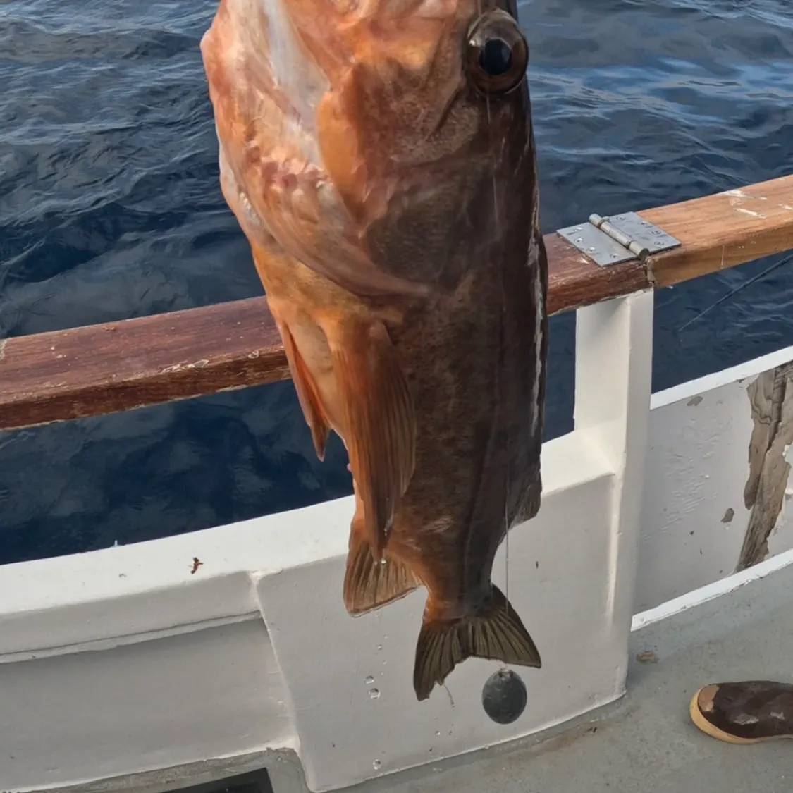 The most recent Bocaccio rockfish catches on Fishbrain