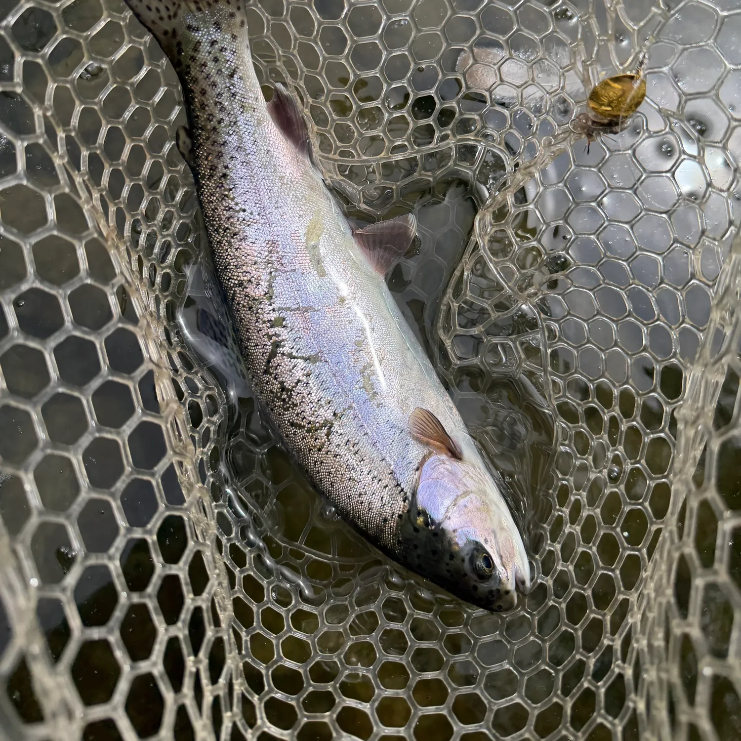 Rainbow trout caught on Fishbrain