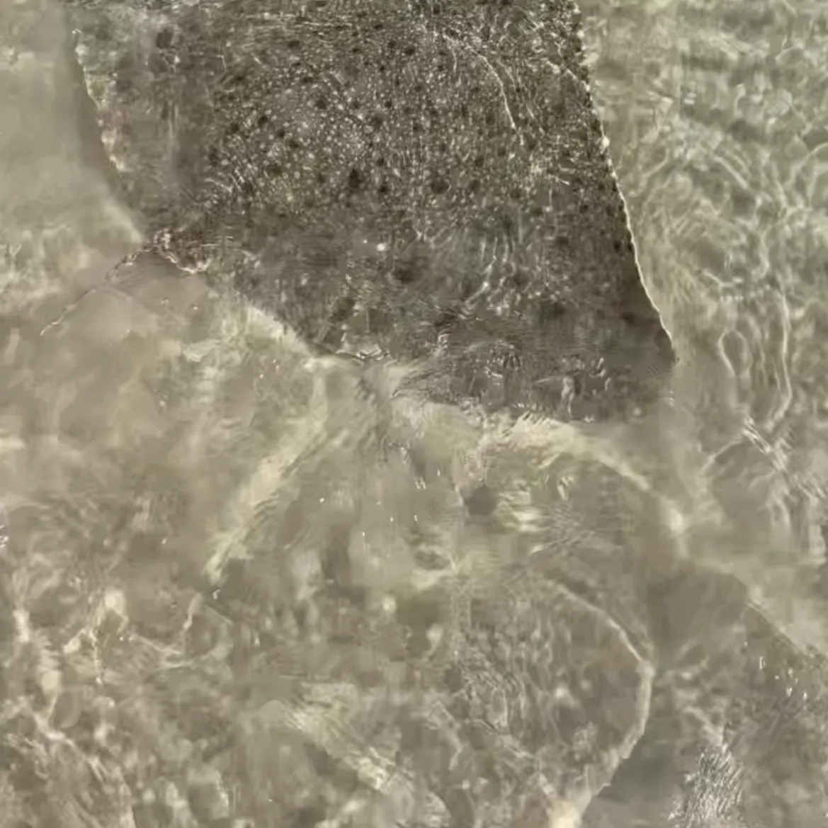 The most recent Thorntail stingray catches on Fishbrain