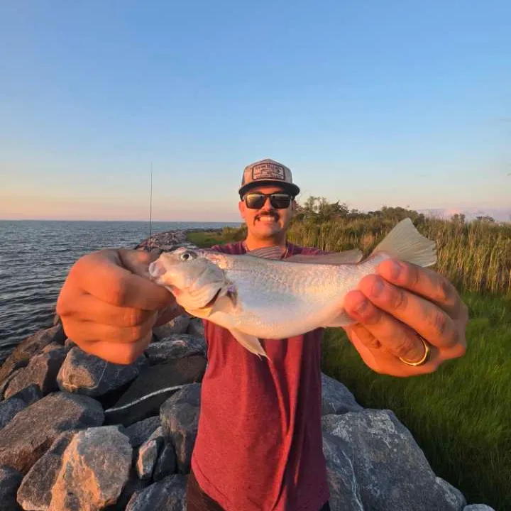 The most recent Atlantic croaker catches on Fishbrain