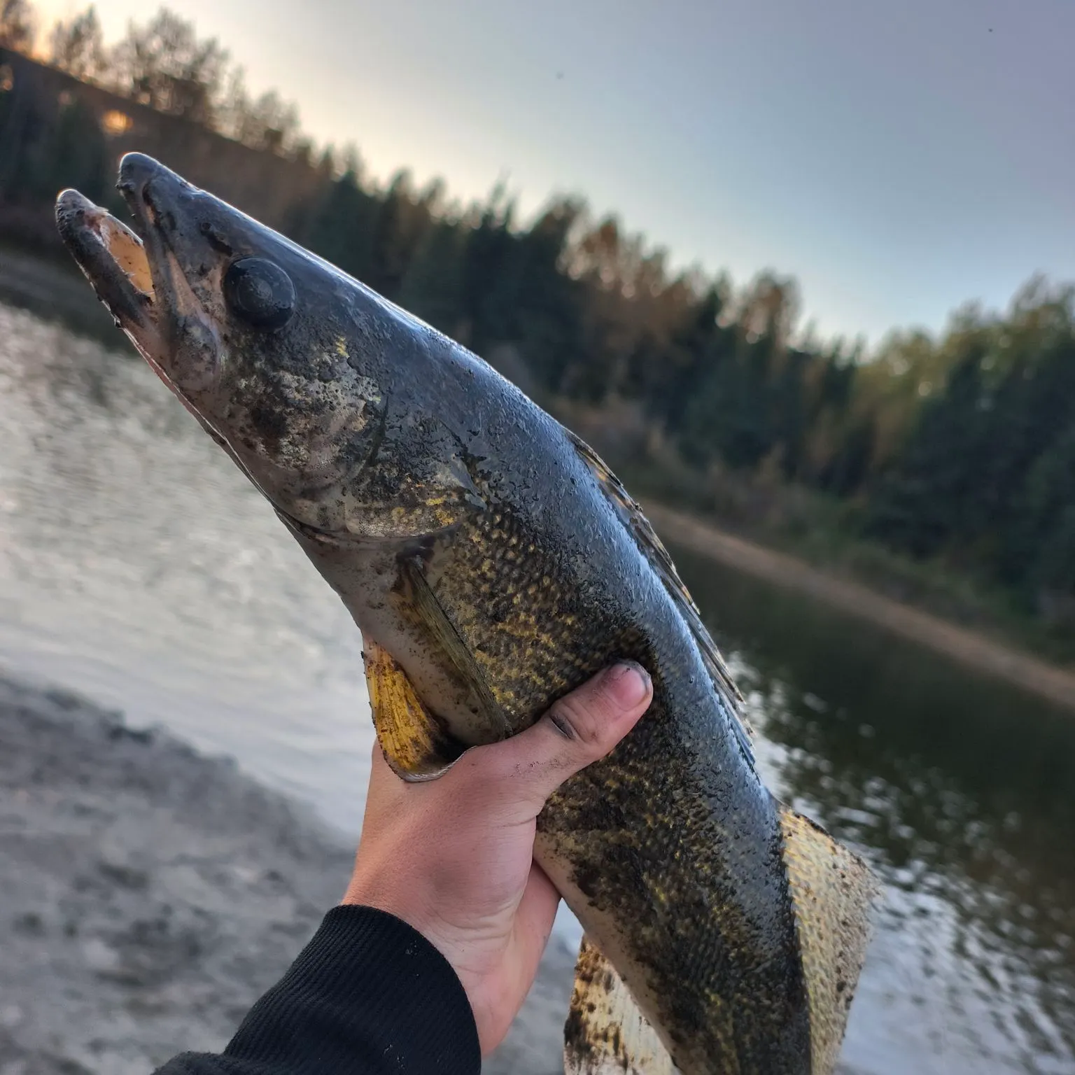 Walleye caught on Fishbrain
