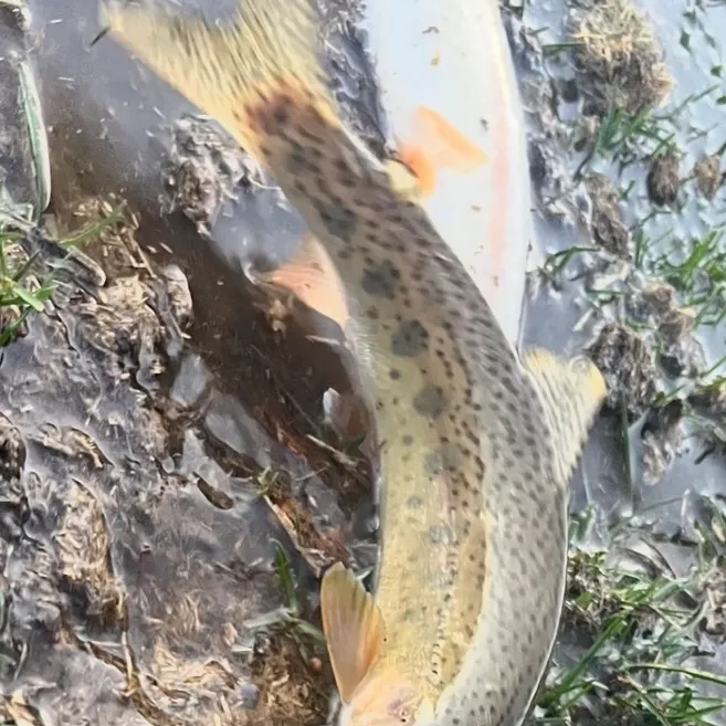 Fish caught on Fishbrain