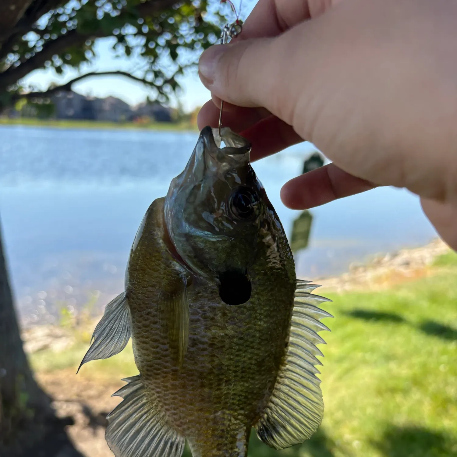 Bluegill caught on Fishbrain