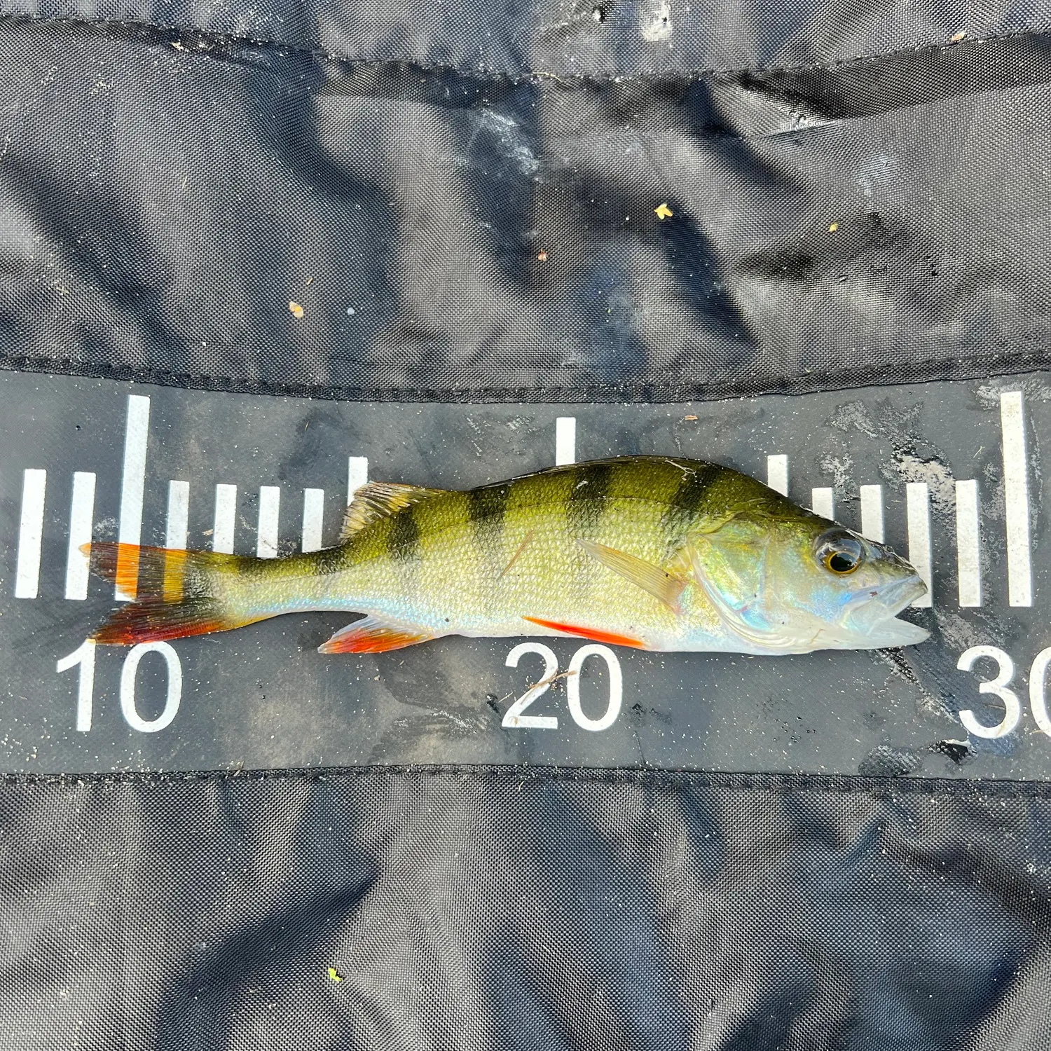 European perch caught on Fishbrain