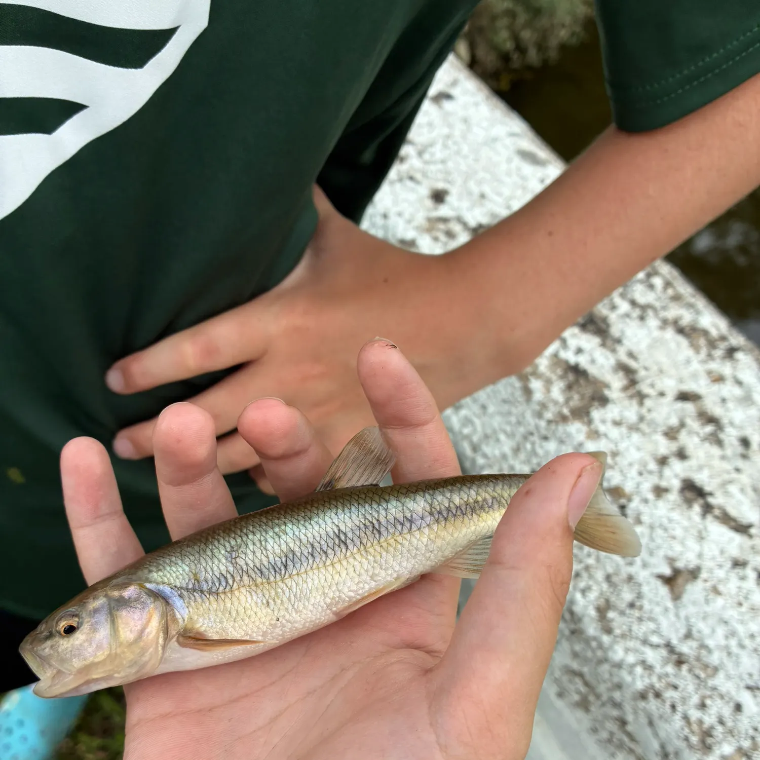 Creek chub caught on Fishbrain