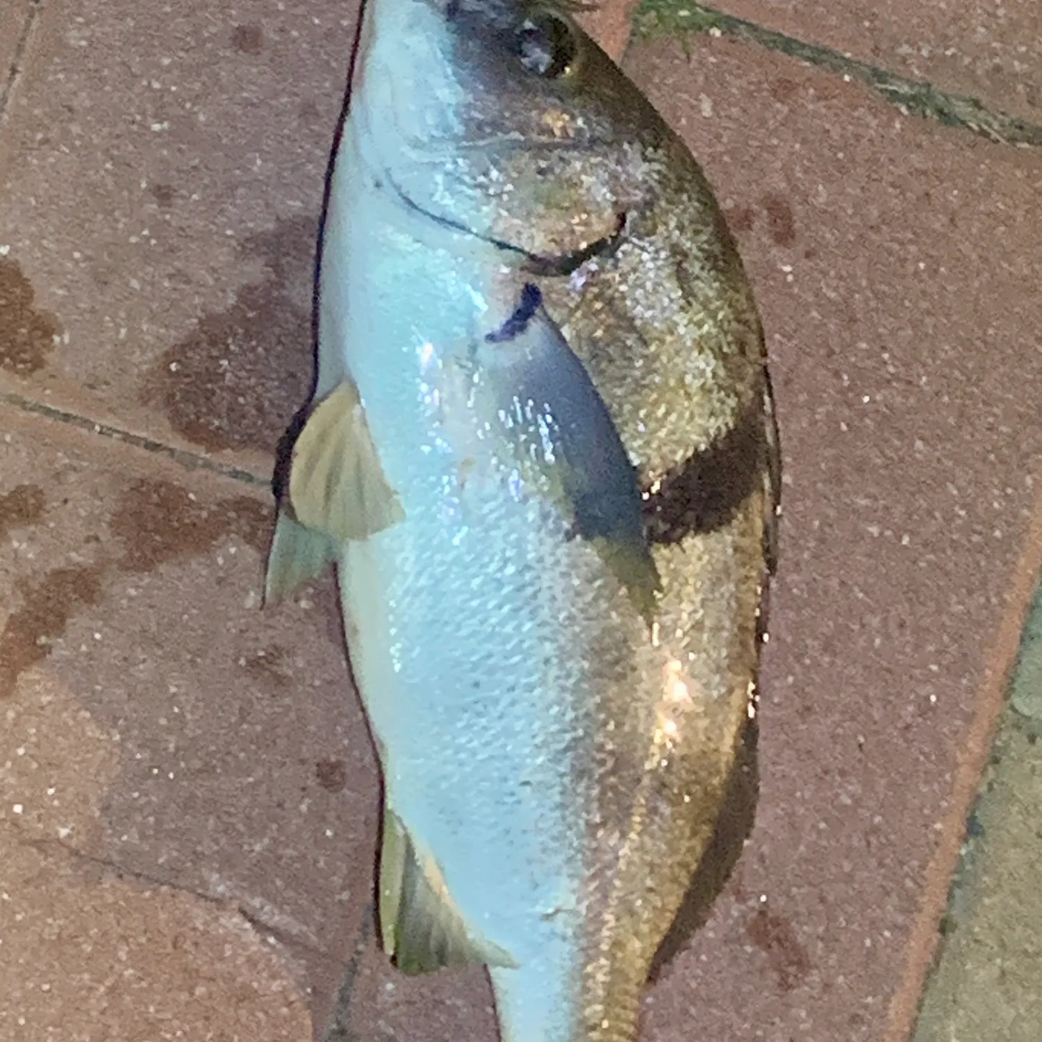 Sargo caught on Fishbrain
