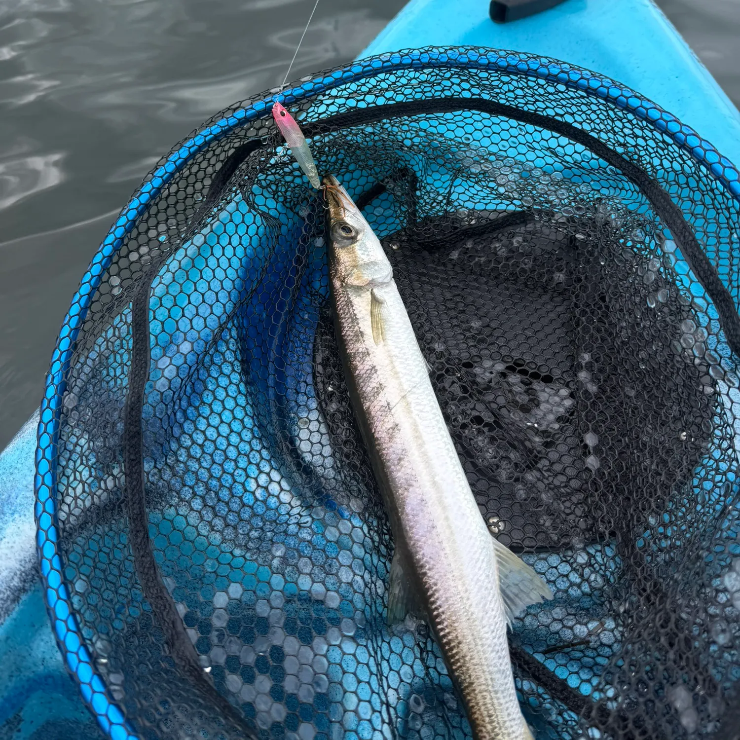 The most recent Longfin pike catches on Fishbrain