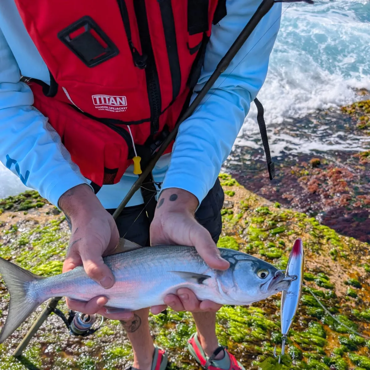 The most recent Bluefish catches on Fishbrain
