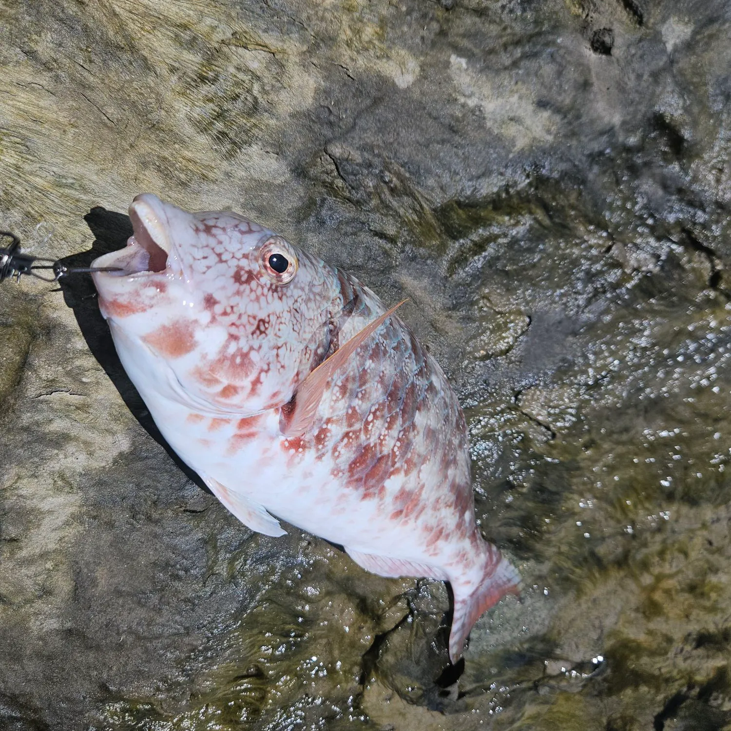 The most recent Redtail parrotfish catches on Fishbrain