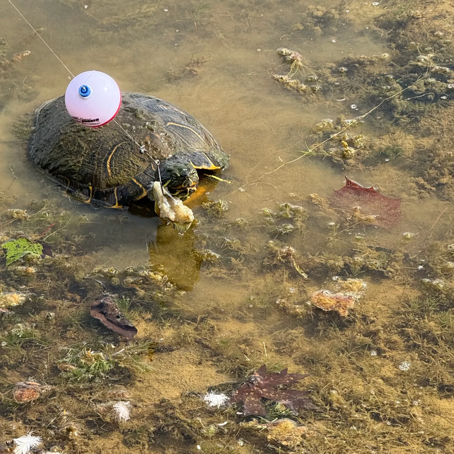 Fish caught on Fishbrain